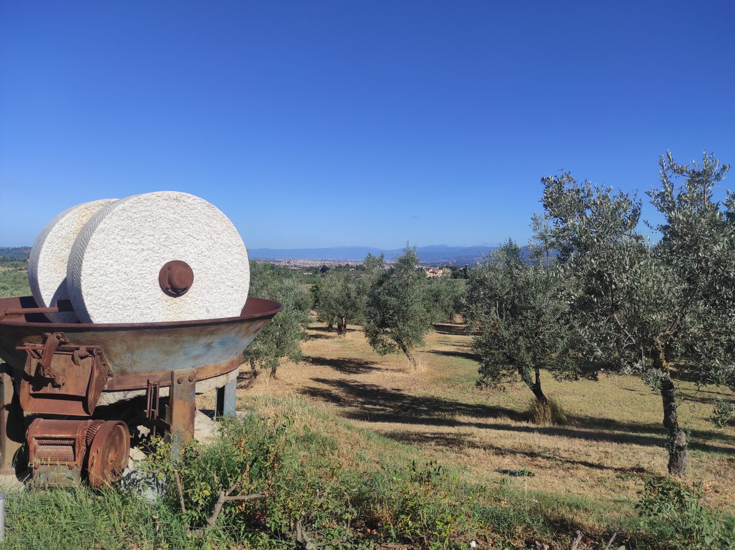 Fattoria Ramerino mill and olive grove