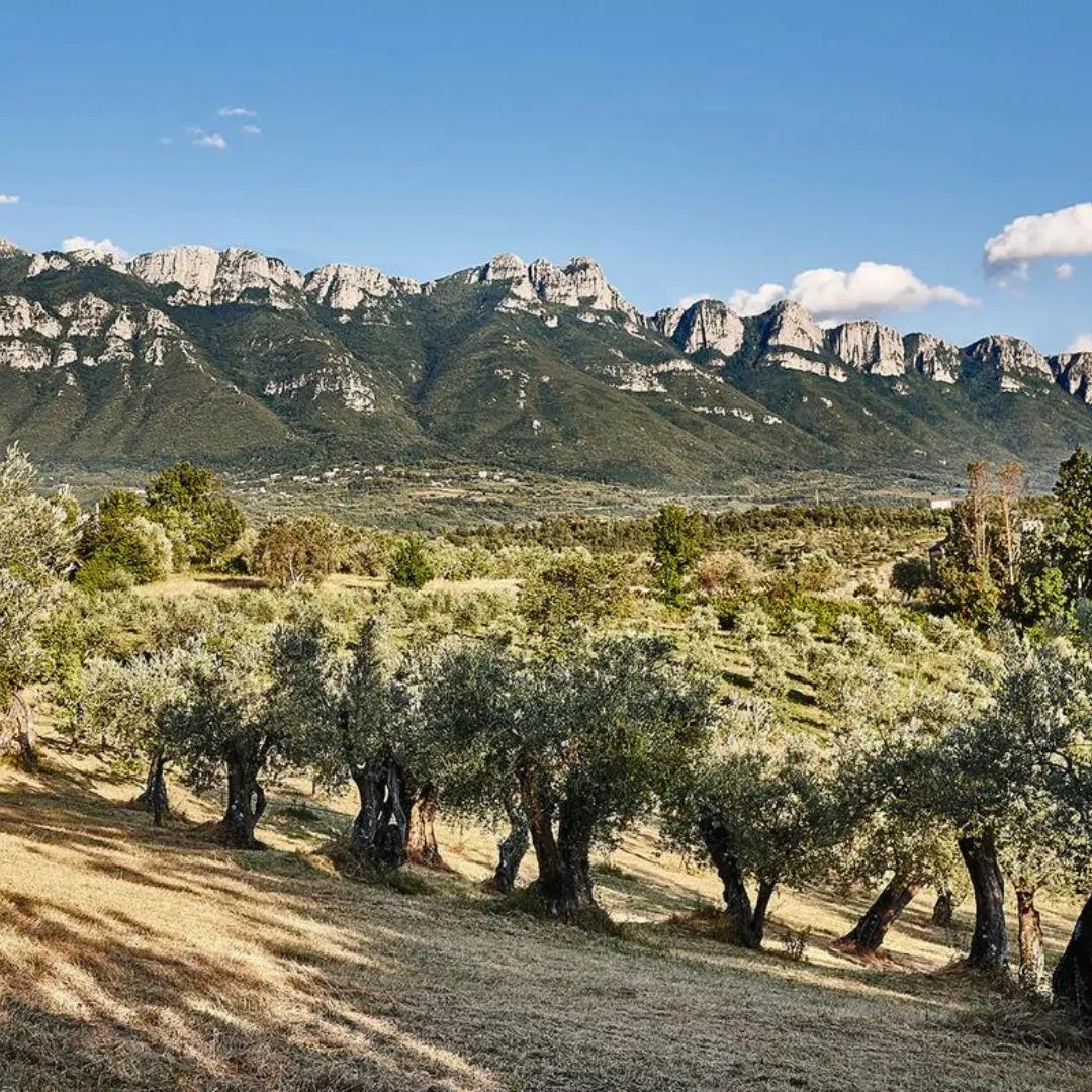 Madonna dell'Olivo harvest